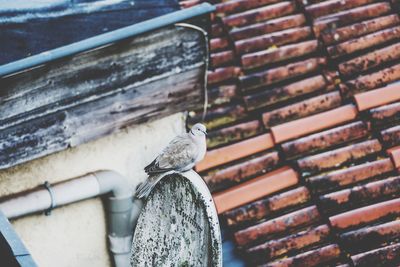 Bird perching on roof against wall