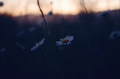 Close-up of white flowering plant