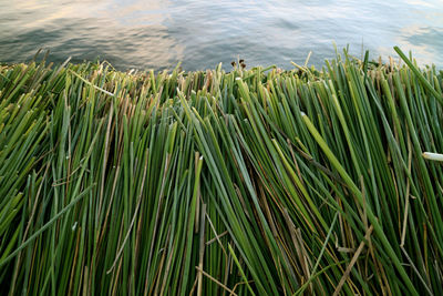 High angle view of grass by lake