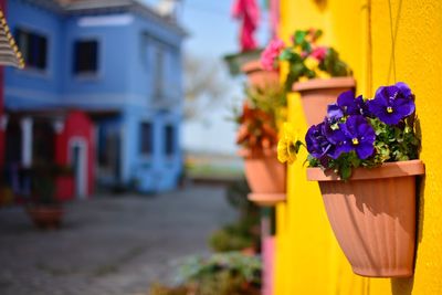 Close-up of flowers against house