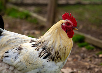 Close-up of rooster