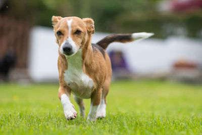 Portrait of dog on field