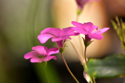 Close-up of pink flowering plant