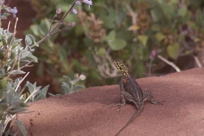 Close-up of a lizard on plant