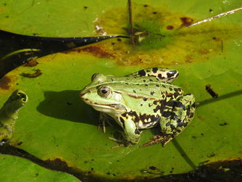 High angle view of frog swimming in lake