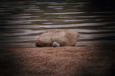 Close-up of sheep in lake