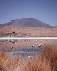 Flock of birds in a desert