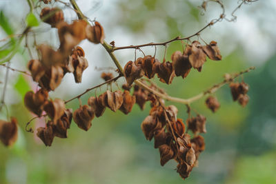 Close-up of flowers growing on tree