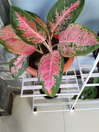 High angle view of pink potted plant