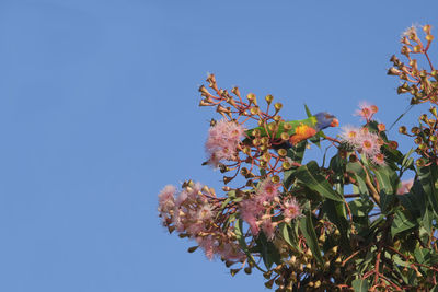 Low angle view of cherry blossom against clear blue sky