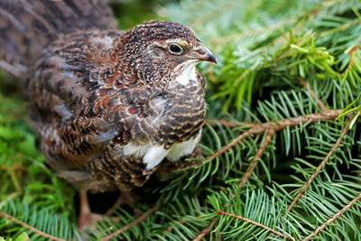 Close-up of eagle perching on tree