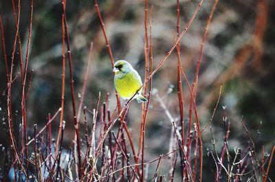 Close-up of bird perching on leaf