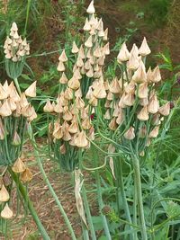 plant