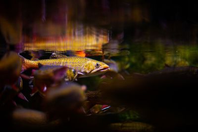 Close-up of fish swimming in water at night