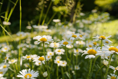 Close-up of white flowering plants on field