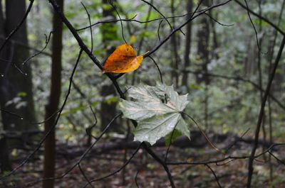 Close-up of autumn leaf on branch