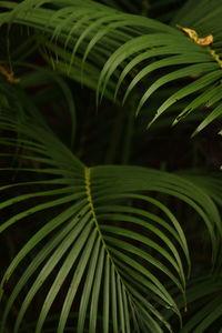 Close-up of palm leaves