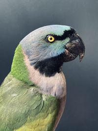 Close-up of parrot