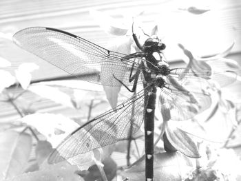 Close-up of butterfly on leaf