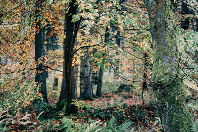 Trees in forest during autumn