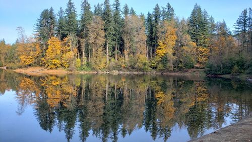 Reflection of trees on lake during autumn