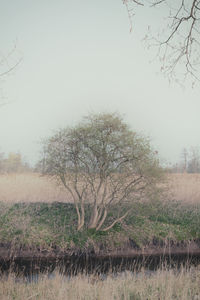 Bare trees on grassy field