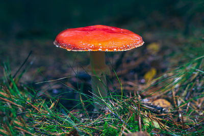 Close-up of mushroom growing on field
