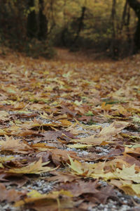 Autumn leaves fallen in forest