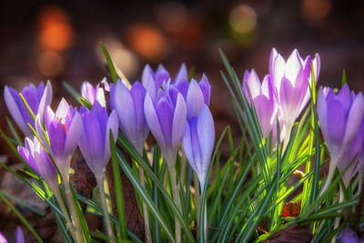 Close-up of purple crocus flowers on land