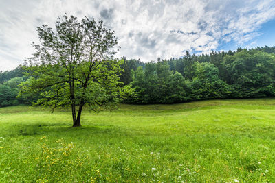 Scenic view of pine trees on field against sky