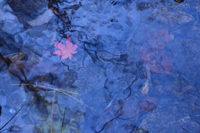 Reflection of trees in pond