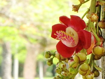 Close-up of red flower