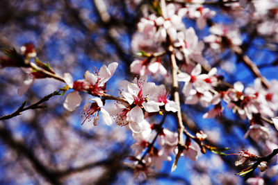 Close-up of apple blossoms in spring