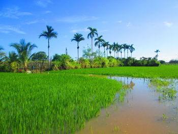 Scenic view of palm trees on field against sky