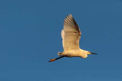 Low angle view of bird flying against clear blue sky