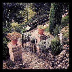 Plants growing on tree trunk