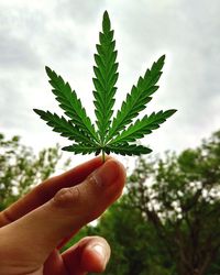 Close-up of hand holding plant against sky