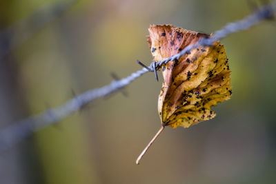 Close-up of leaves on twig