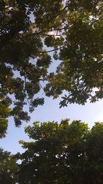 Low angle view of trees against sky