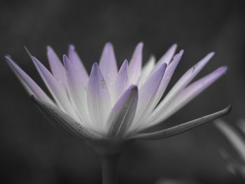 Close-up of purple flower