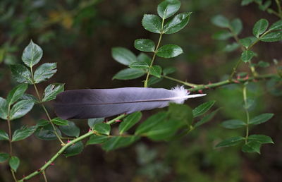 Close-up of feather on plant