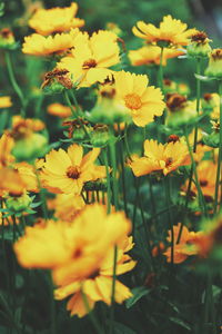 Close-up of yellow flowering plant on field