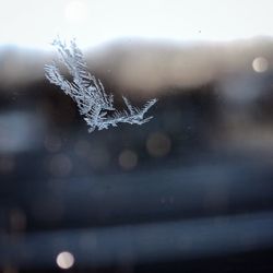 Close-up of silhouette bird in winter