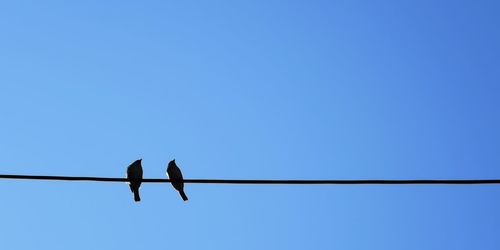 Low angle view of bird perching on cable