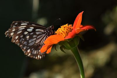 Close-up of butterfly pollinating on orange flower