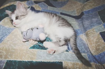 Portrait of cat lying on floor