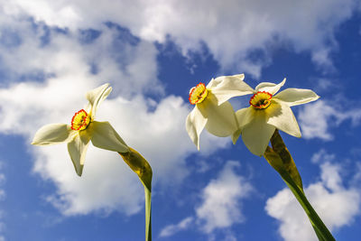 Pheasant's-eye daffodils flowers from below and a blue sky