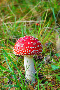 Close-up of fly agaric mushroom on field