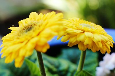 Close-up of yellow flowers blooming outdoors