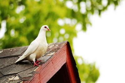 White dove perching on roof